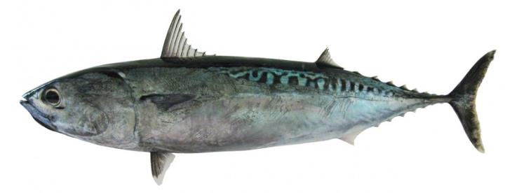 Bullet tuna