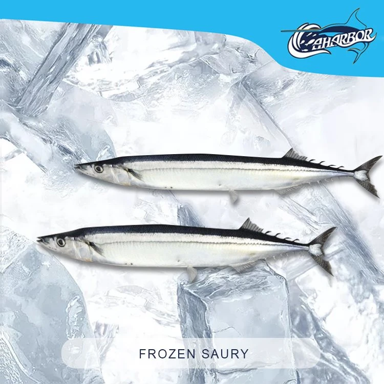 Saury congelat