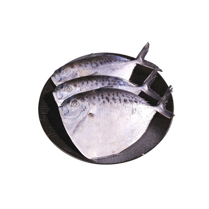 Mene Maculata