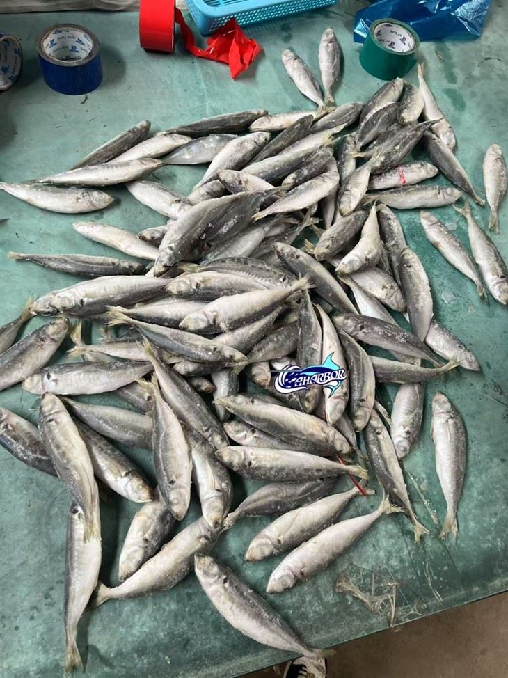 Frozen Chinese Scad