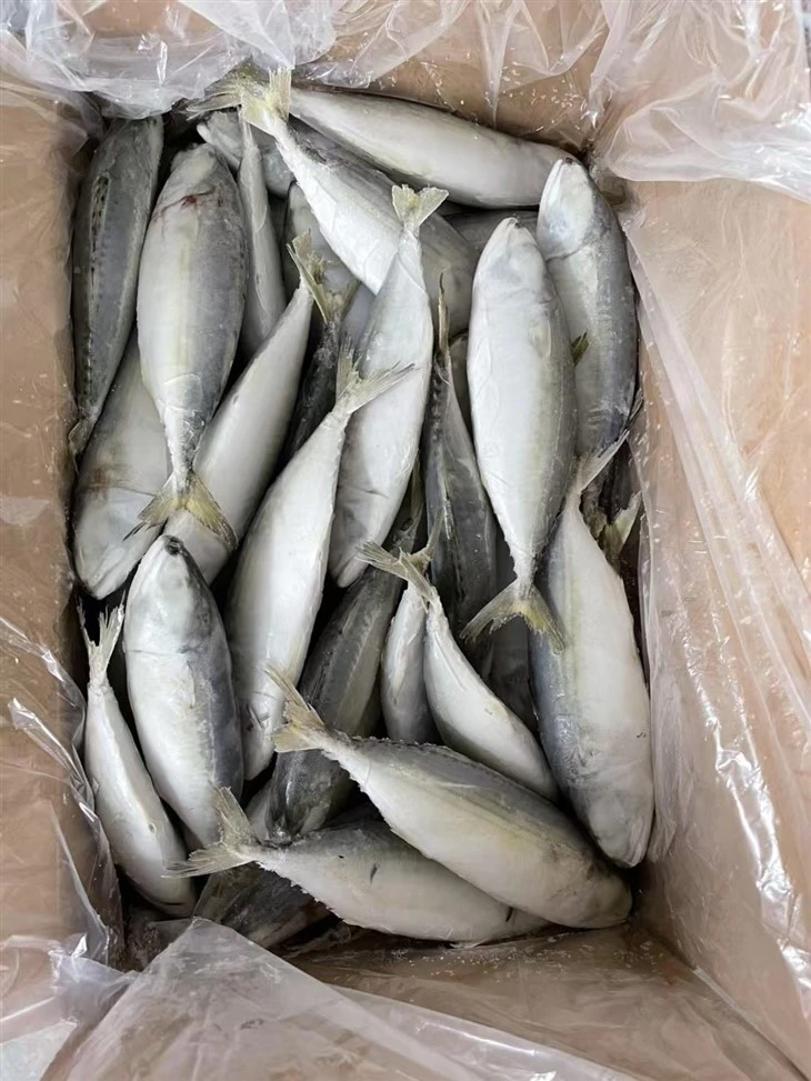 Frozen Rastrelliger Kanagurta high quality