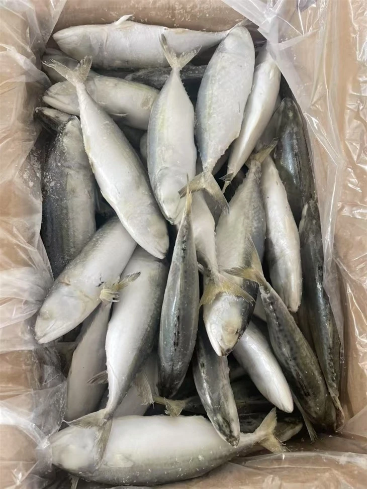 Frozen Rastrelliger Kanagurta suppliers