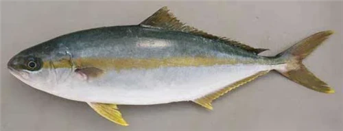 Peix de cua groga
