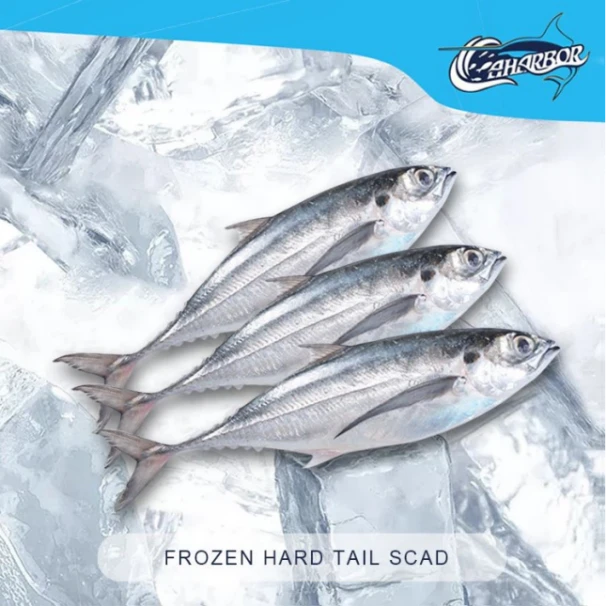 Scad de cua dura congelada al mar